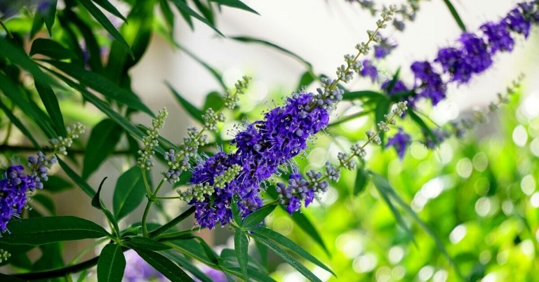 Blühende Mönchspfeffer Pflanze (Vitex agnus-castus) mit violetten Blüten im Garten