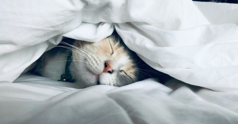 Katze mit guter Schlafhygiene liegt entspannt unter einer weißen Decke und schläft