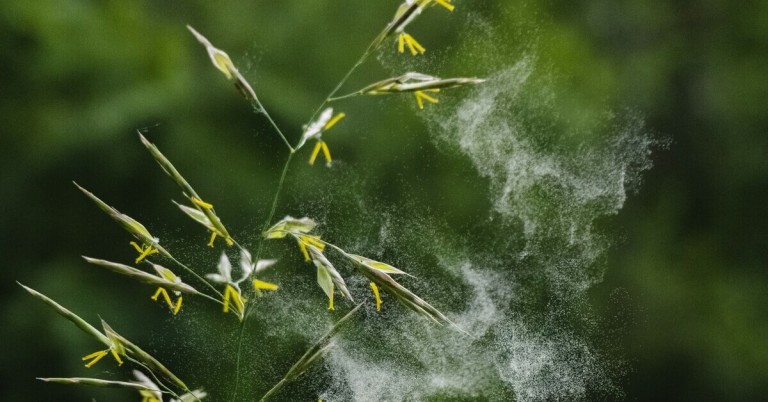 Pollenflug von Gräsern in der Natur, Nahaufnahme