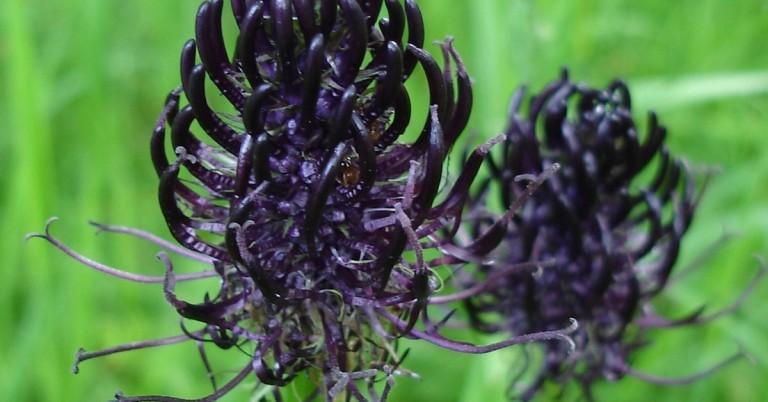 Nahaufnahme der Blüte der schwarzen Teufelskralle (Phyteuma nigrum) vor grünem Hintergrund